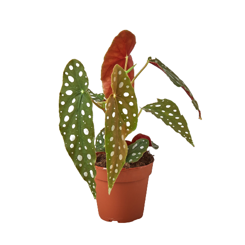 4" Begonia, Maculata