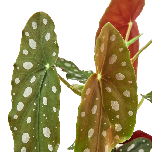 4" Begonia, Maculata