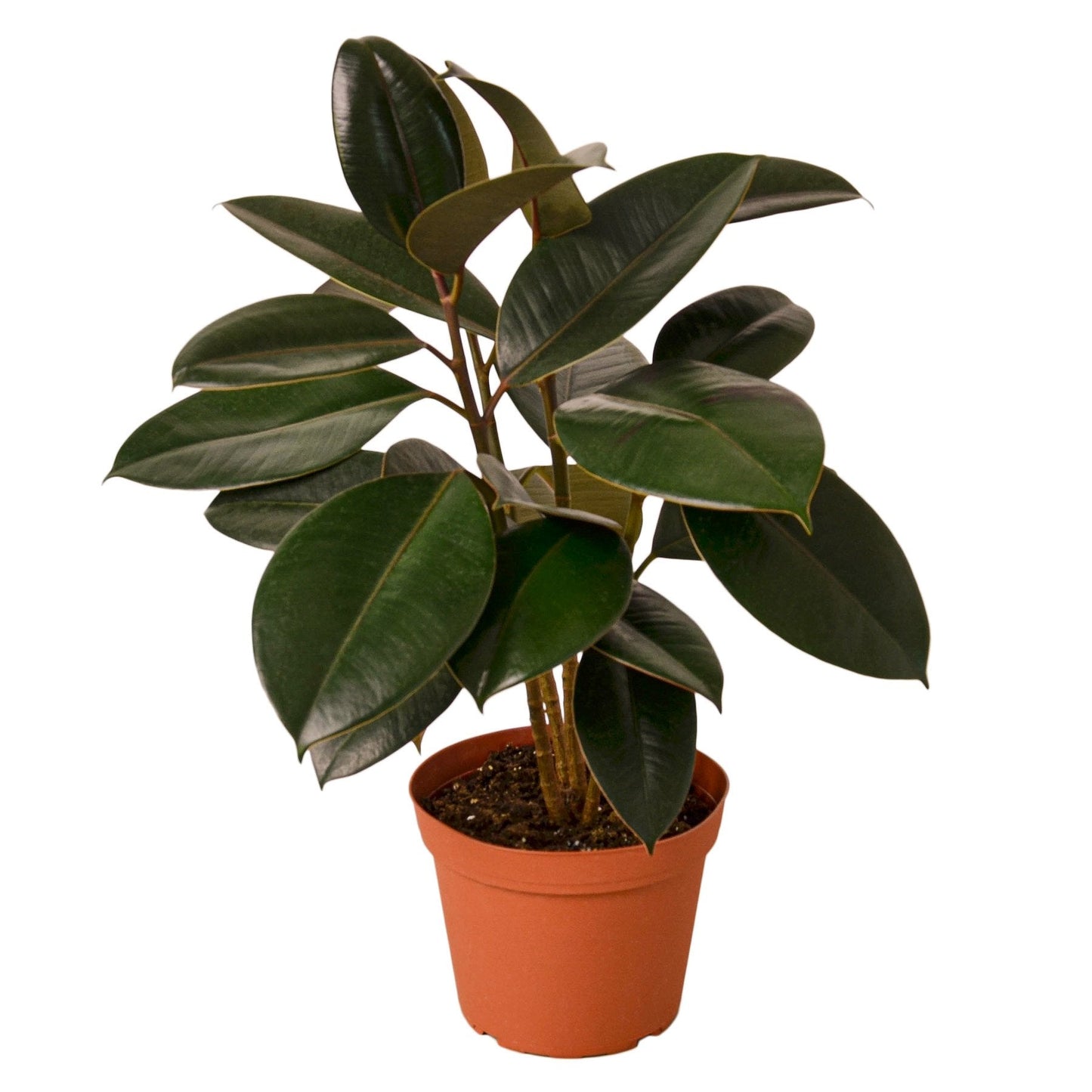 Burgandy ficus tree