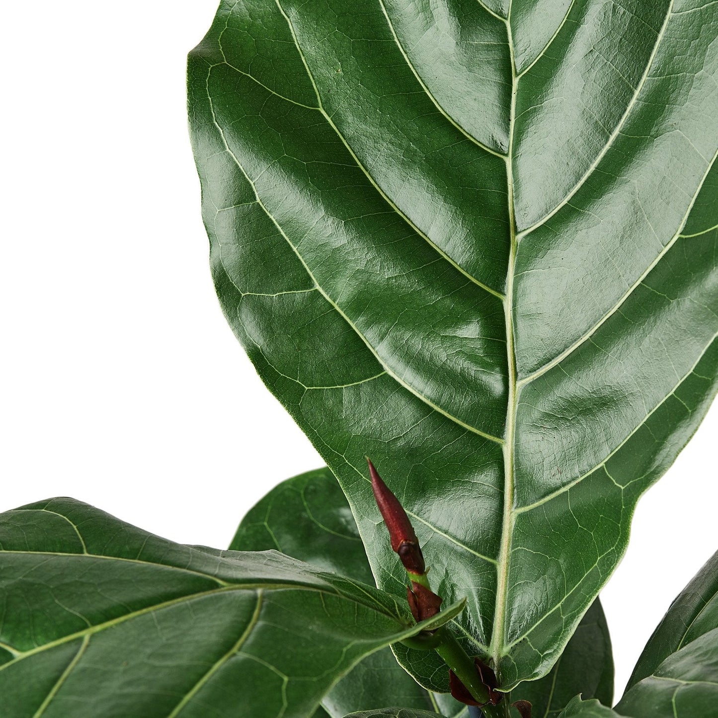 Fiddle Leaf Figs