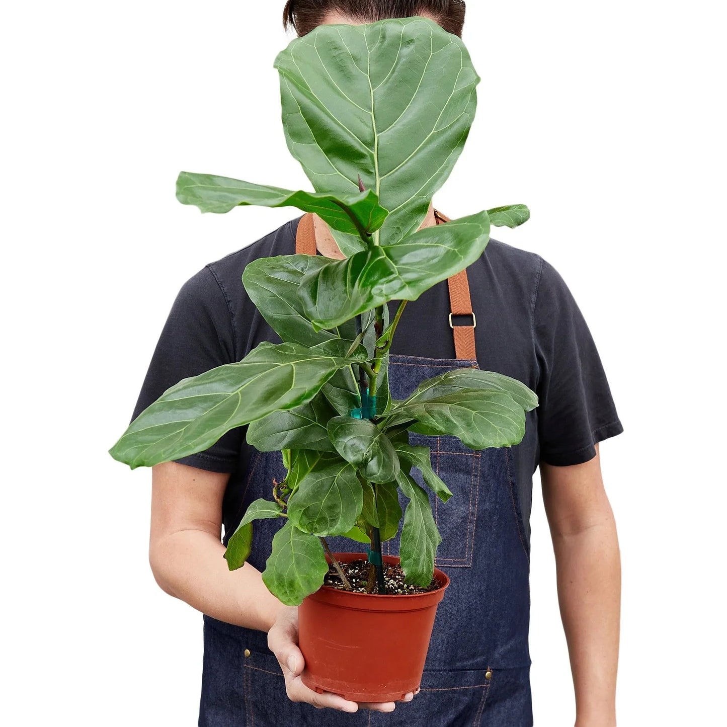 Fiddle Leaf Figs