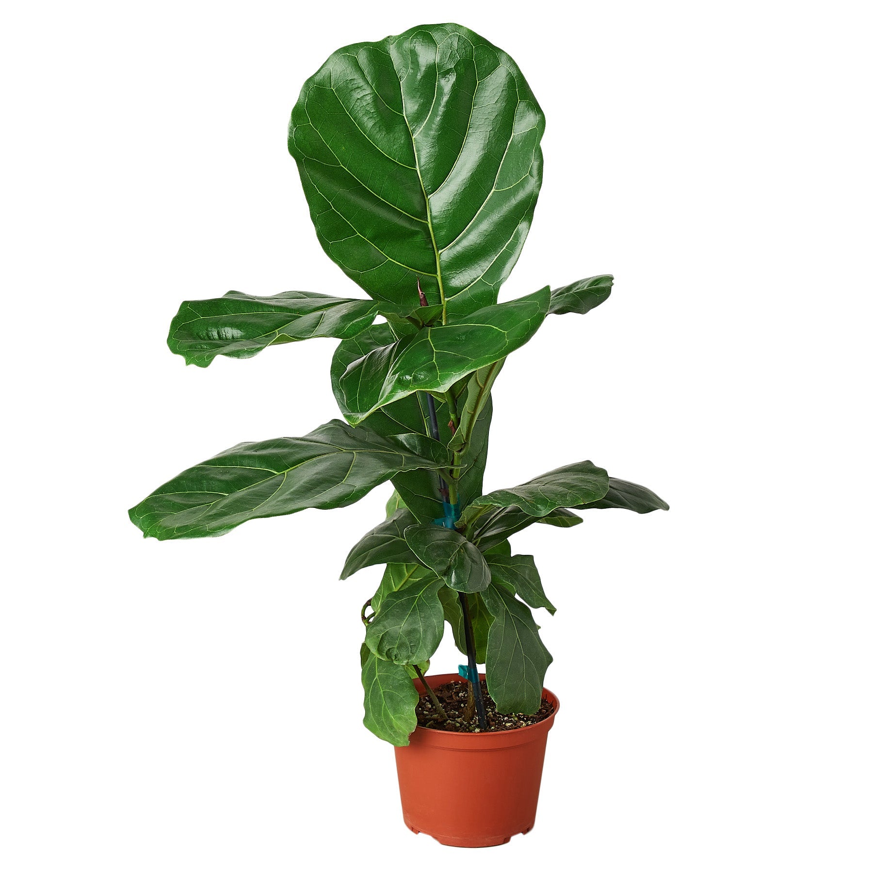 medium fiddle leaf fig Ficus Lyrata 'Fiddle Leaf Fig' 6" Pot