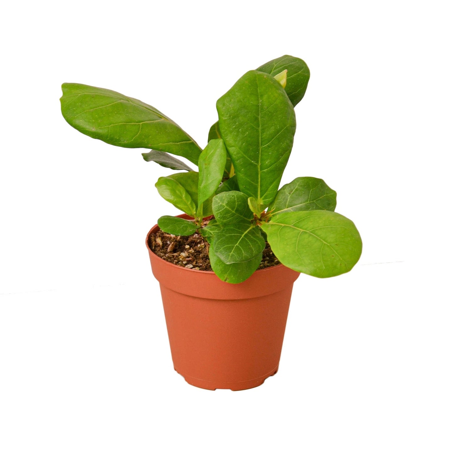 Fiddle Leaf Figs
