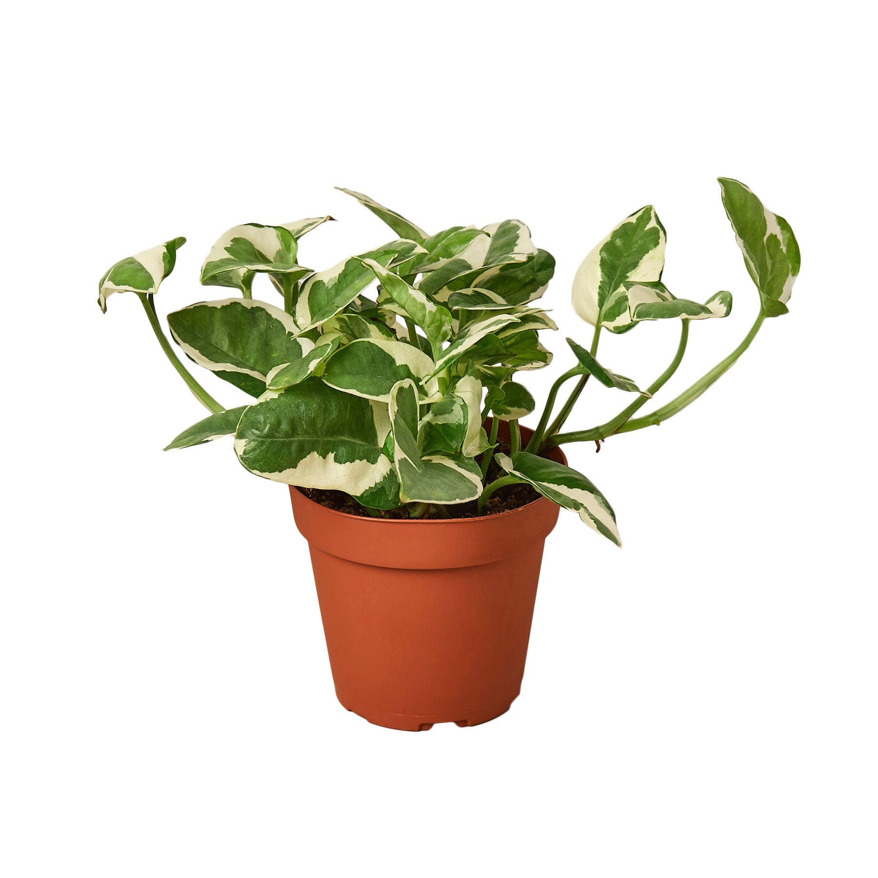 bar pothos House Plant 4-POTHOS-NJOY N Joy Pothos Plant in 4 in. Pot