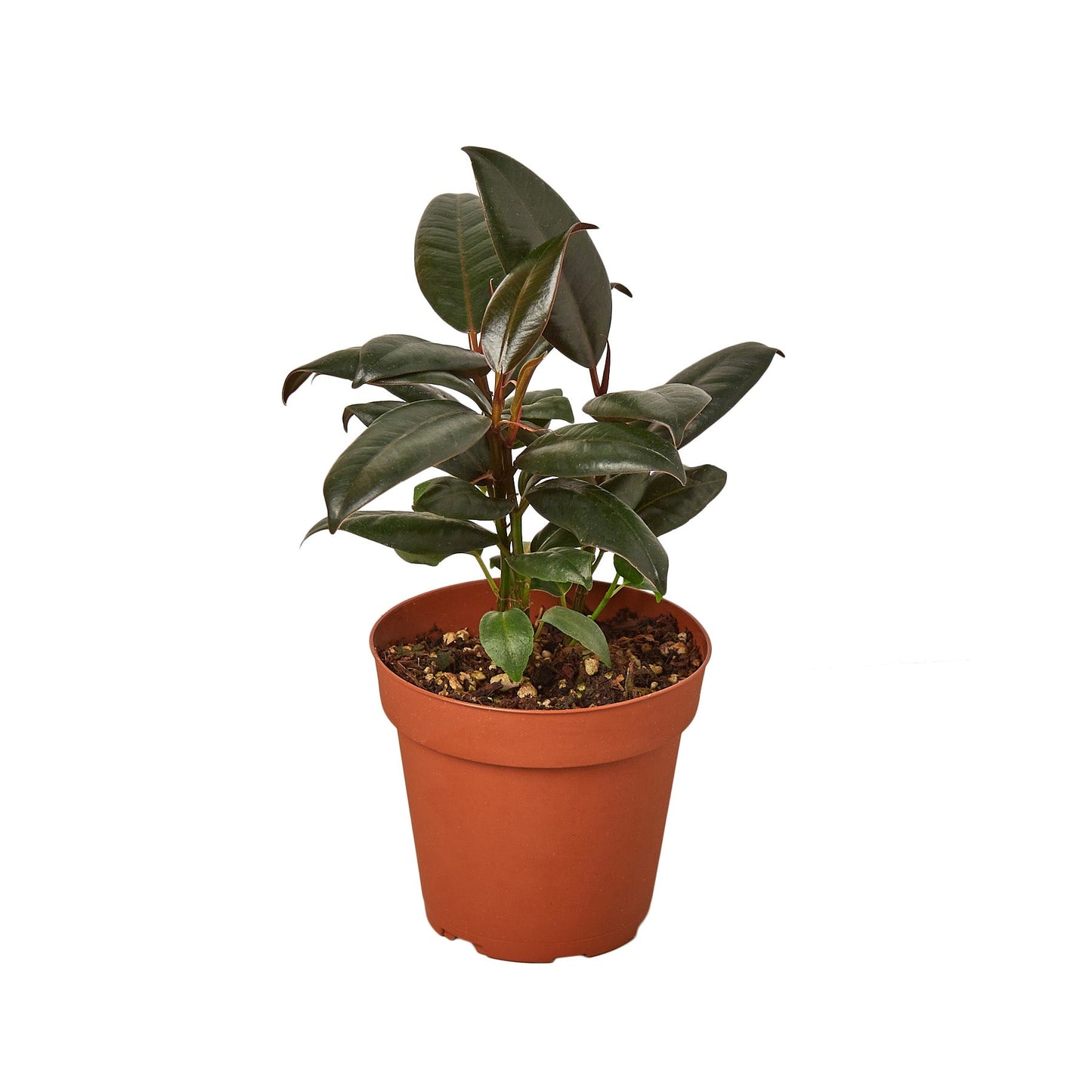 Burgandy ficus tree