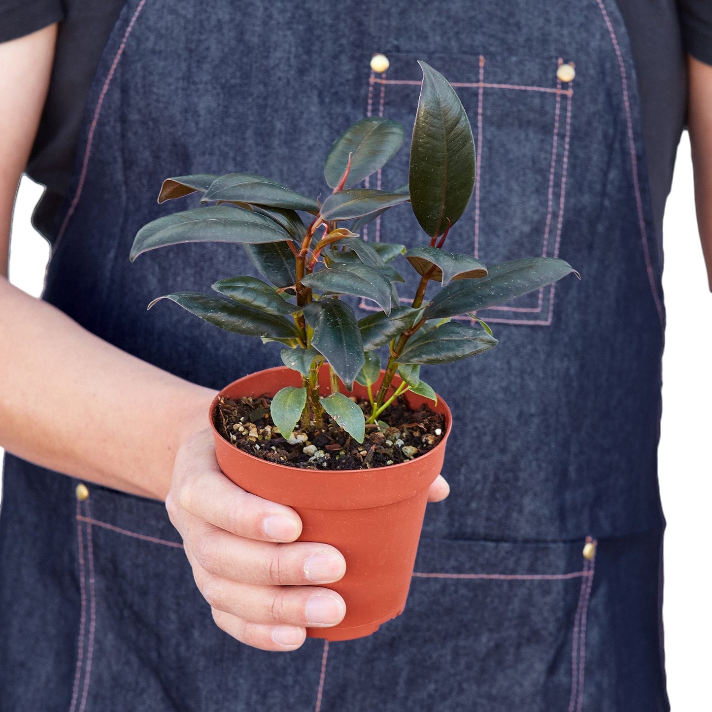 Burgandy ficus tree