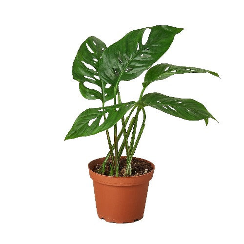 Monstera Swiss Cheese