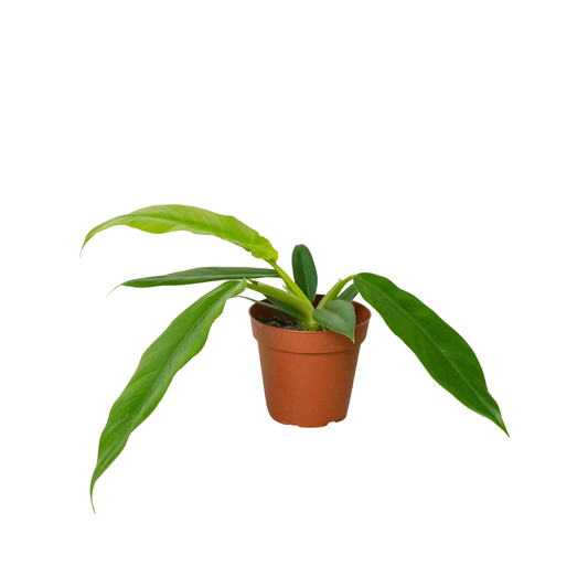 Philodendron, Narrow