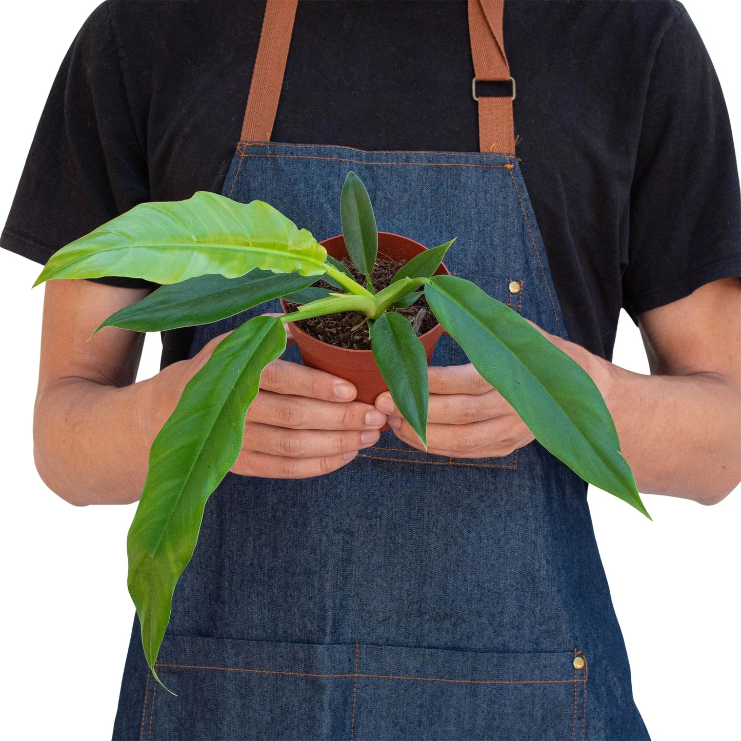 Philodendron, Narrow