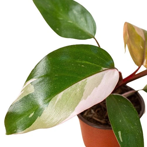 Philodendron Pink Princess