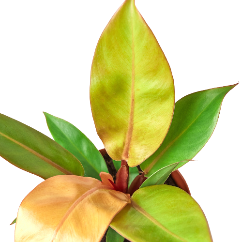 6" Philodendron Prince of Orange