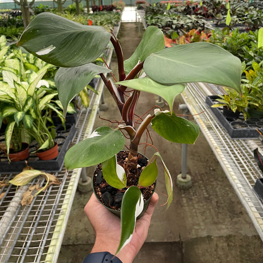 White Knight, Philodendron