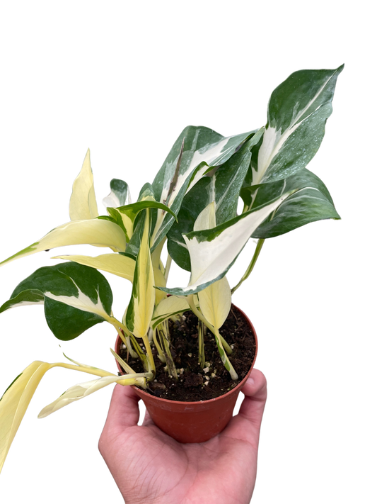 Pothos Manjula