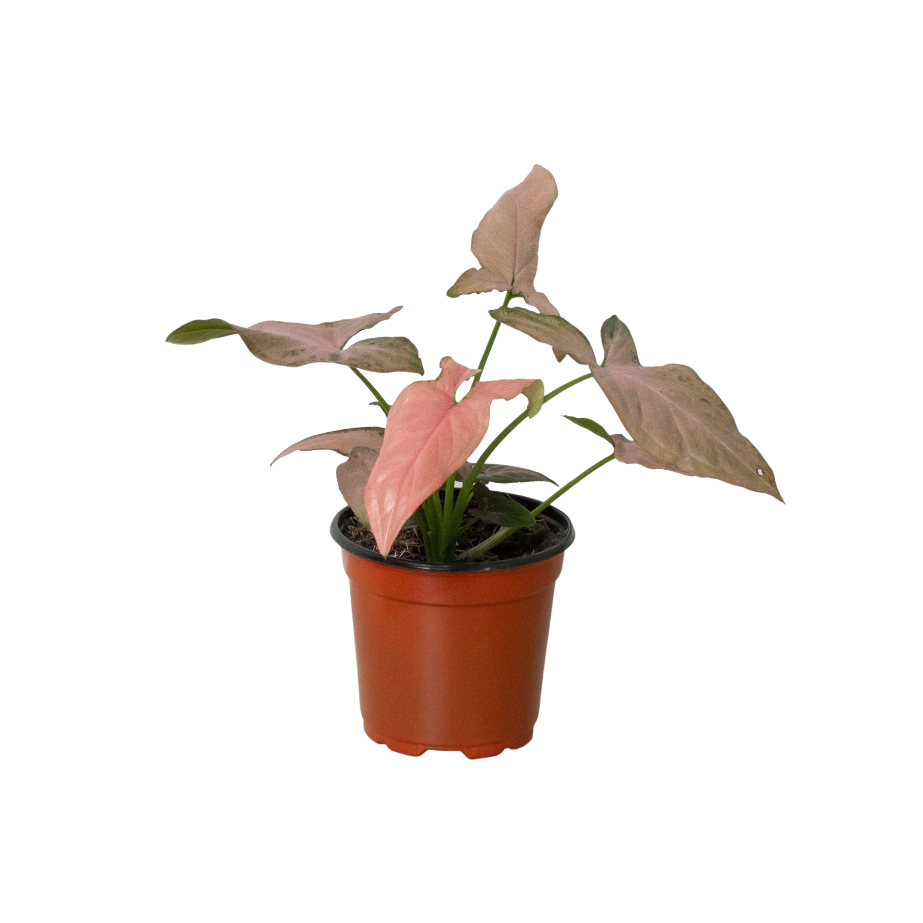 philodendron syngonium Syngonium 'Pink Splash'