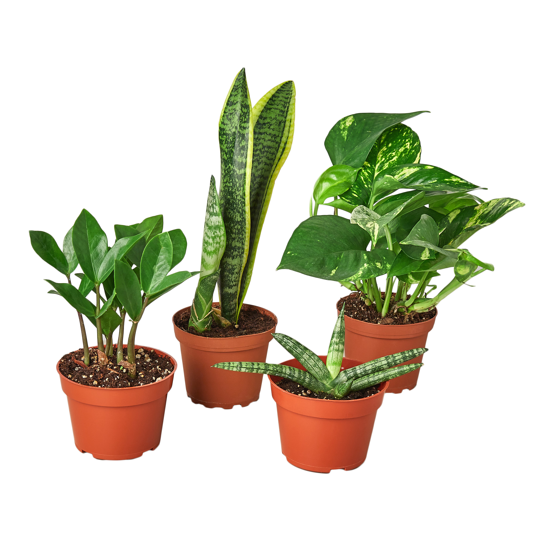 indoorables plants Easy Care Variety Bundle 4"
