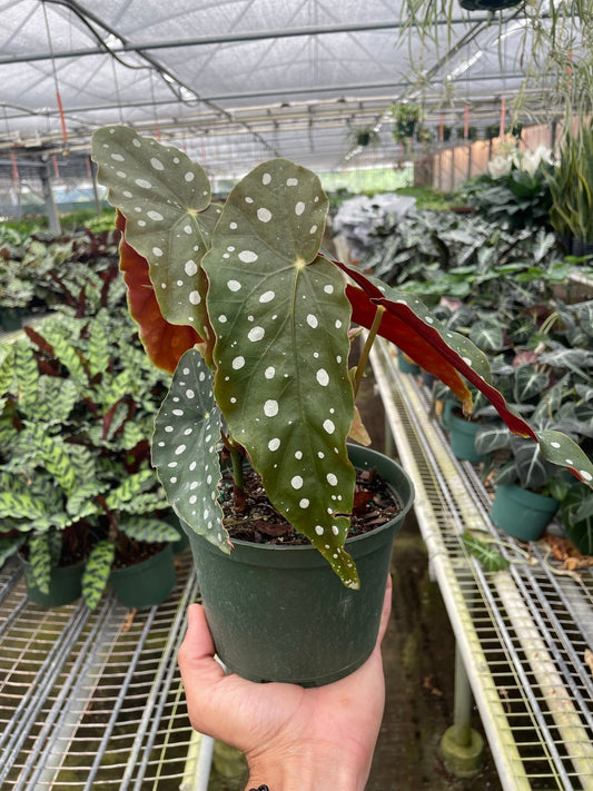 4" Begonia, Maculata