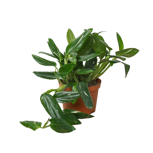 Monstera Albo Variegated