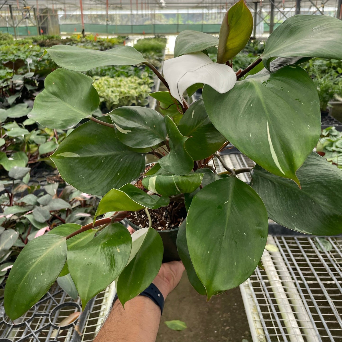 White Knight, Philodendron