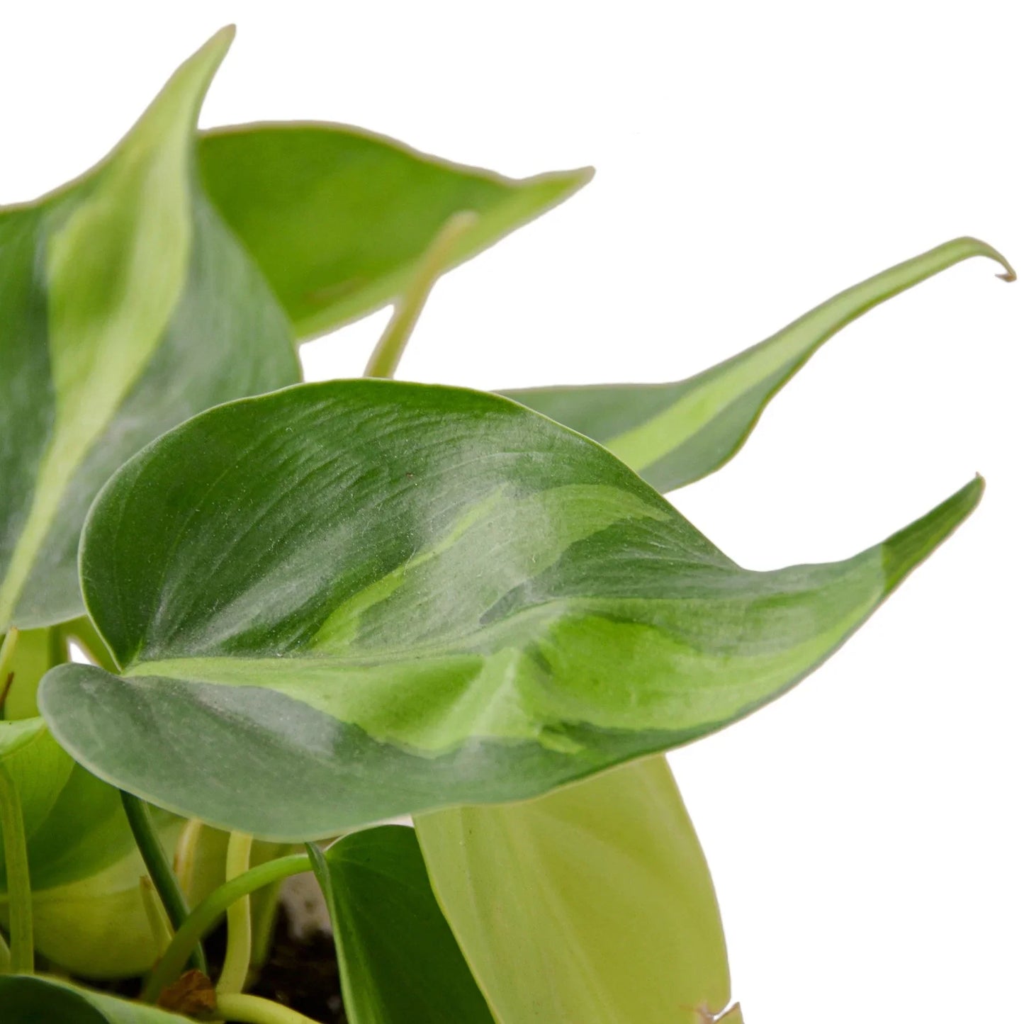 Philodendron Brazil