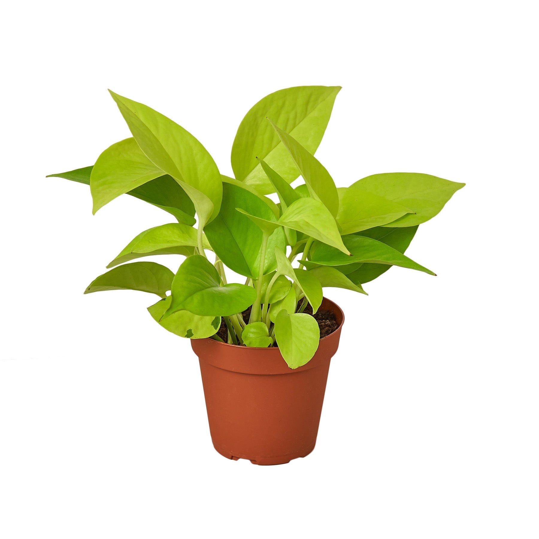 bar pothos The Snobby Leaf | Pothos 'Neon' - 6 inch Pot