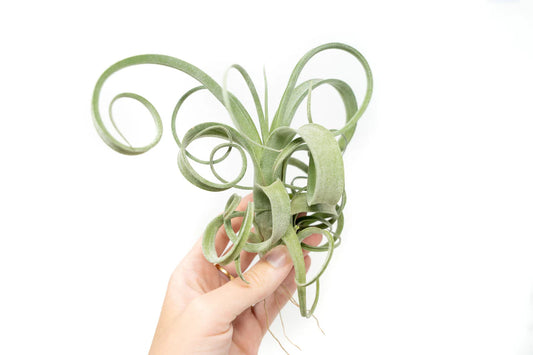 Air Plant- Tillandsia curly slim