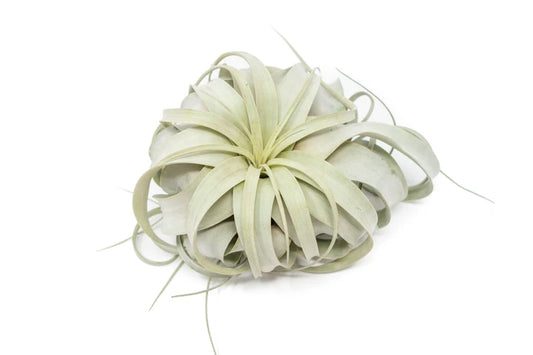 Air Plant- Xerographica