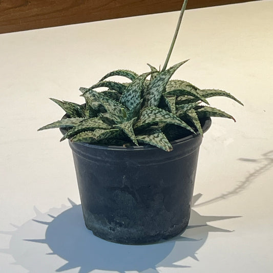 Aloe White Fox Hybrid