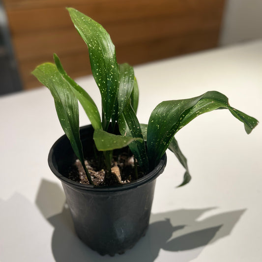 Vietnamese cast iron plant ‘seiun’