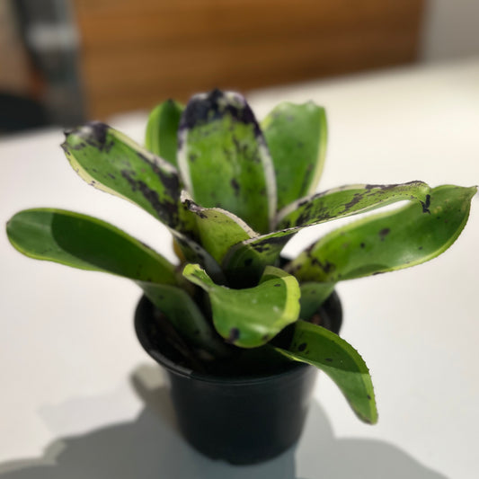 Bromeliad Neoregalia Tiger Hybrid