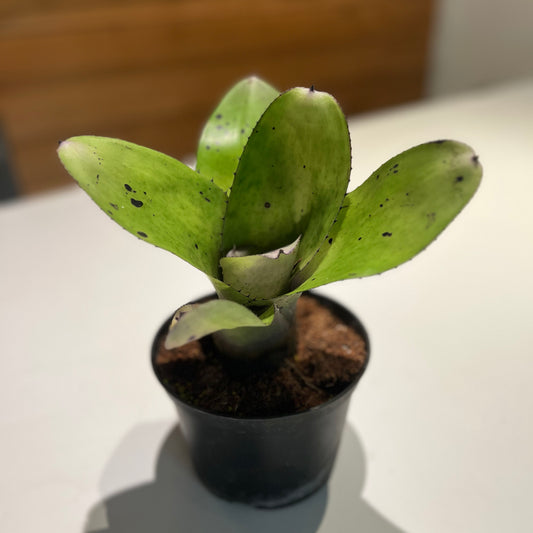 Bromeliad Hohenbergia Royanne