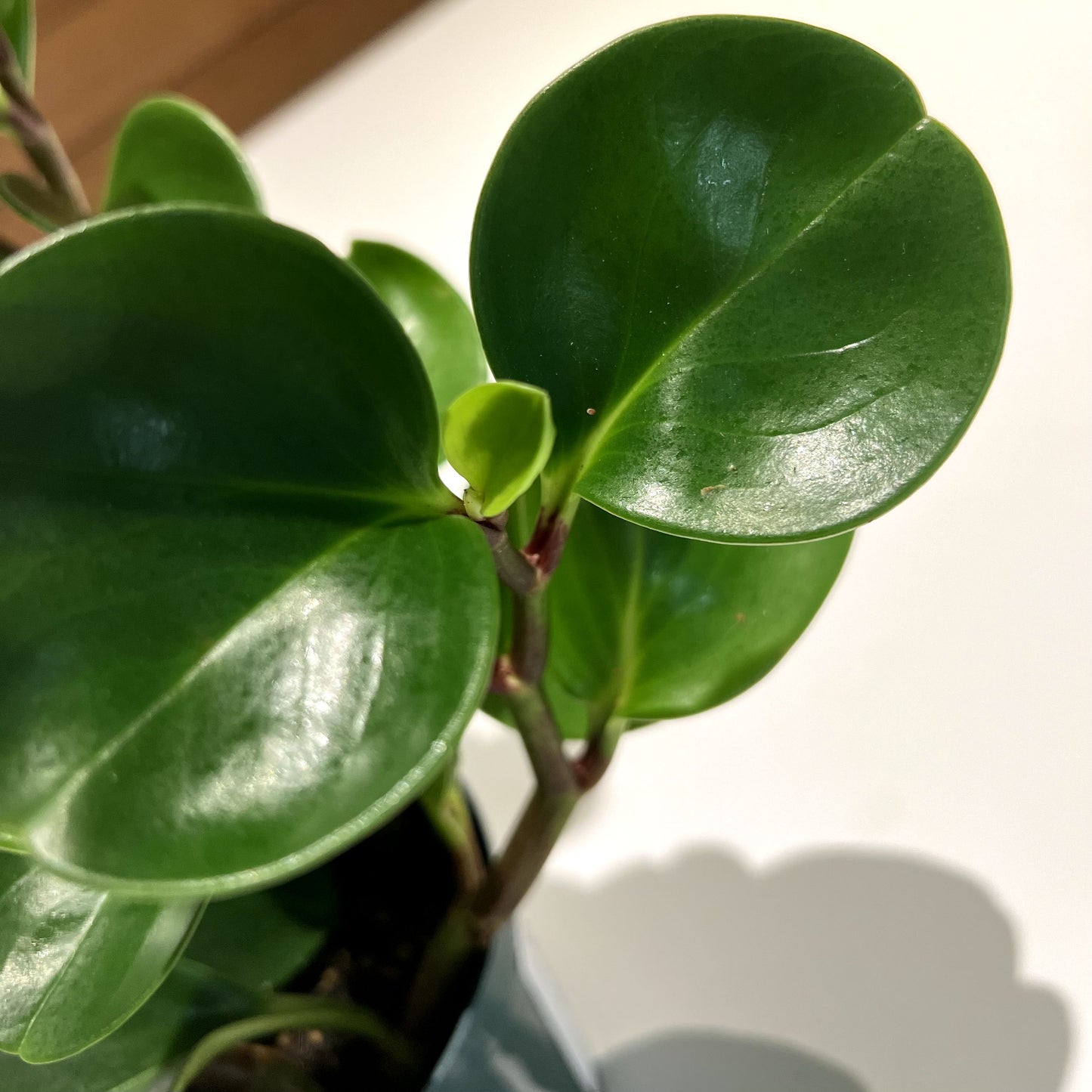 Peperomia Baby Rubber Plant
