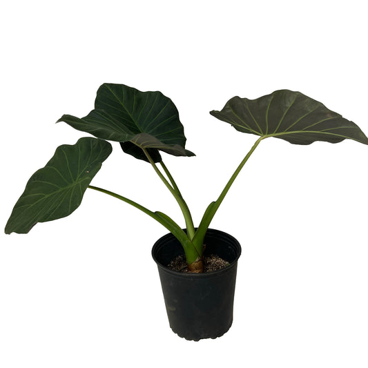 Colocasia Taro
