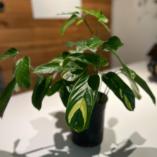 Ctenanthe Lubbersiana Calathea Golden Mosaic