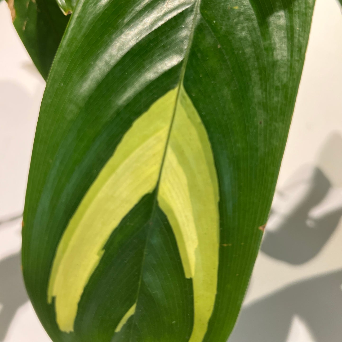 Ctenanthe Lubbersiana Calathea Golden Mosaic
