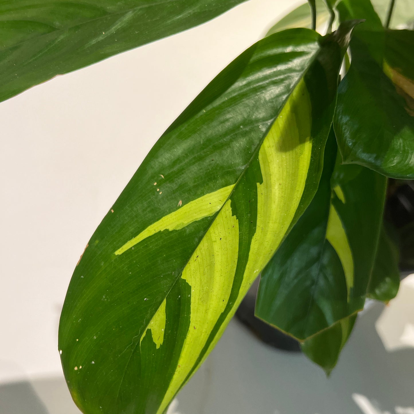 Ctenanthe Lubbersiana Calathea Golden Mosaic