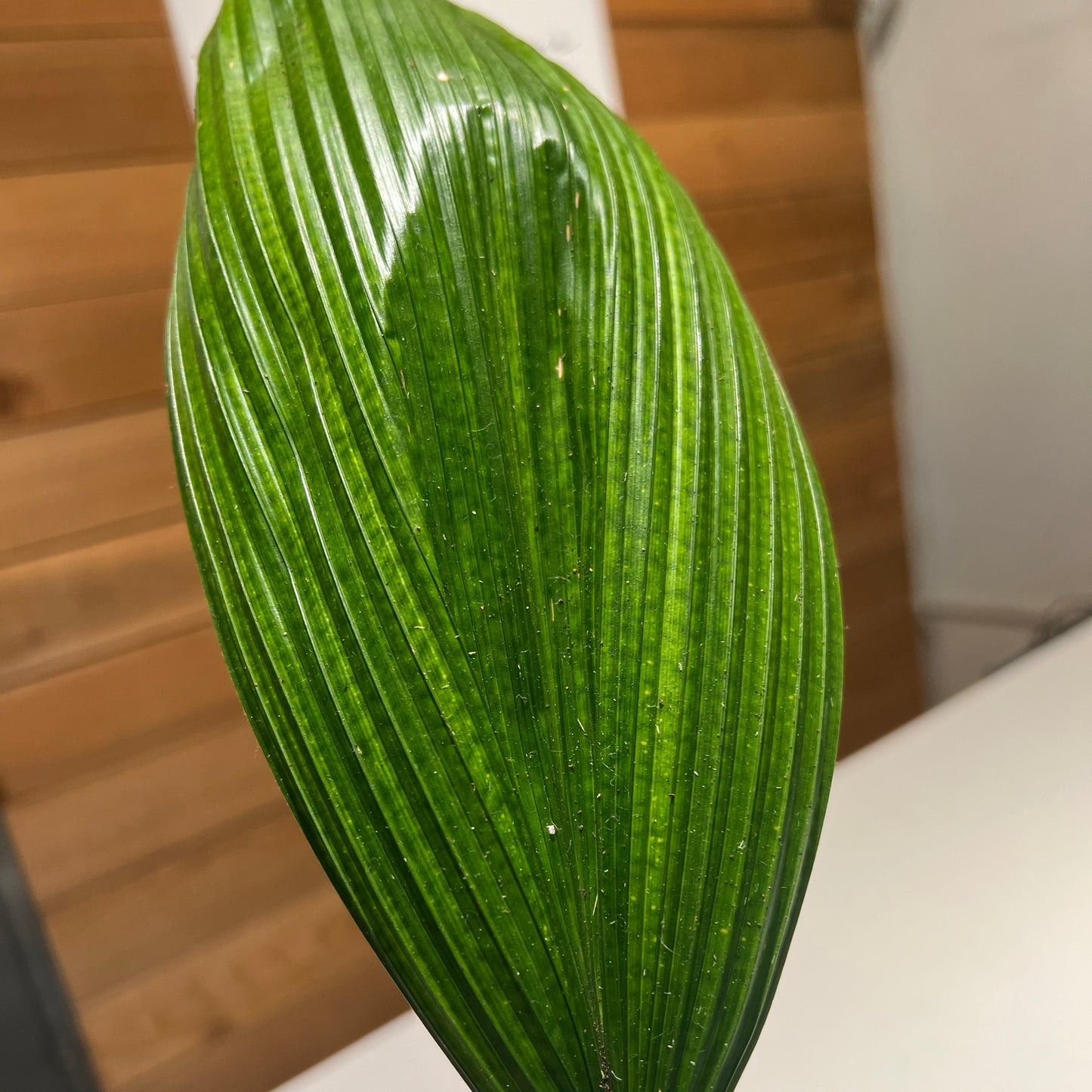 Licuala Basket Palm