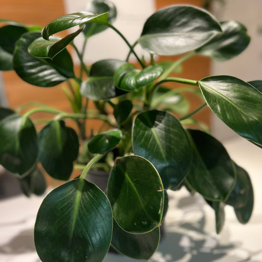 Green Princess Philodendron