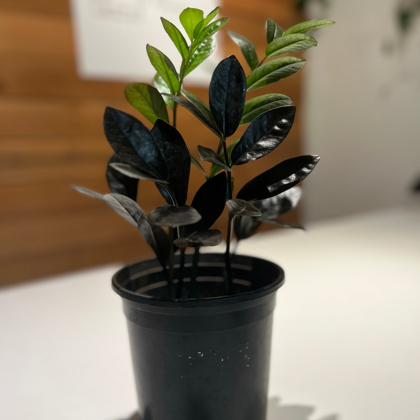 Zamioculcas zamiifolia ZZ Black Raven