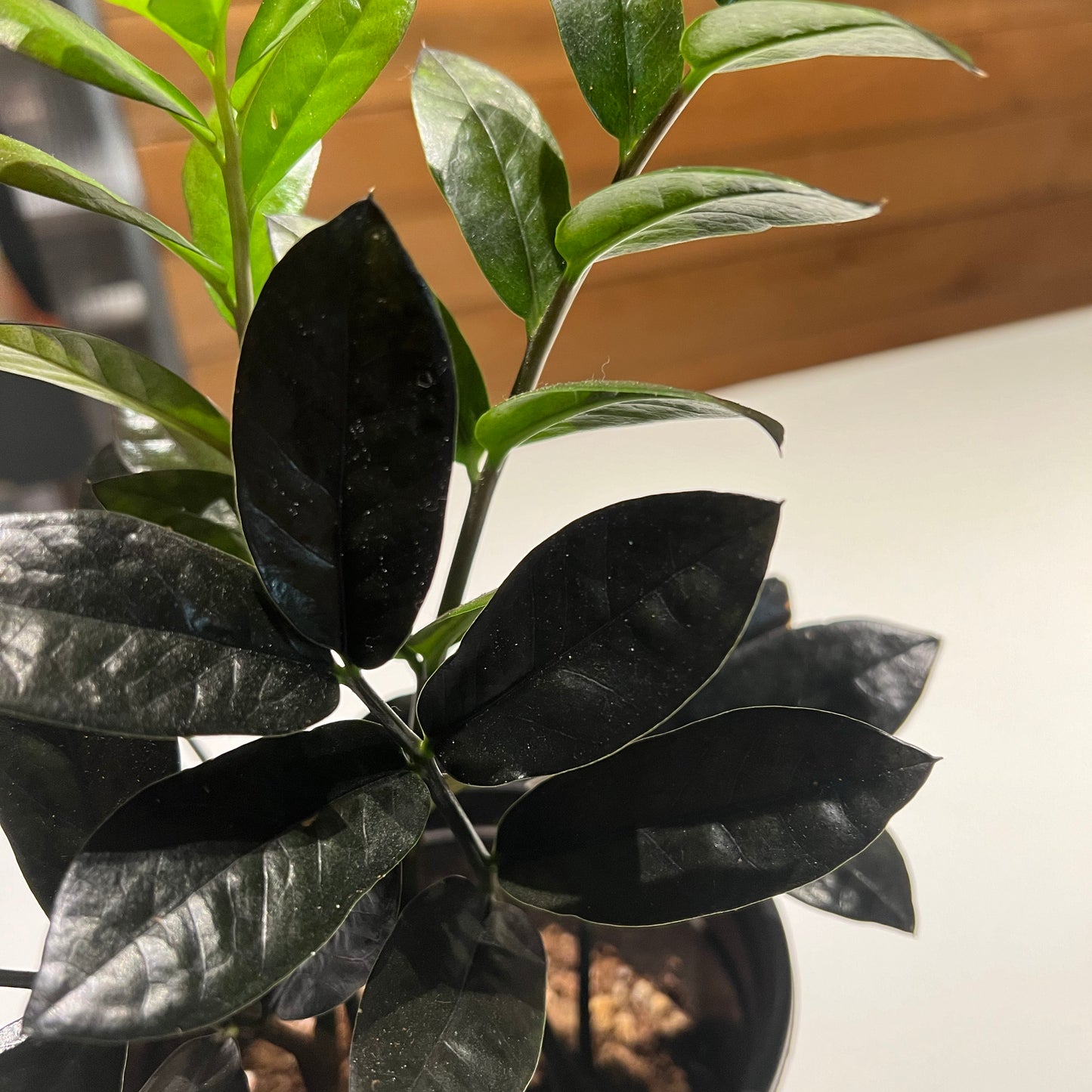 Zamioculcas zamiifolia ZZ Black Raven