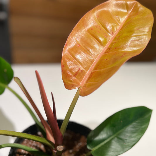 Philodendron, McColley's Finale