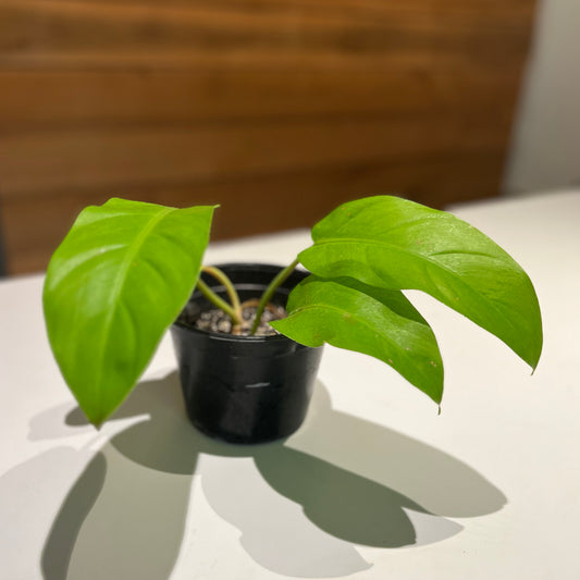 Philodendron ‘Lemon Lime’ upright