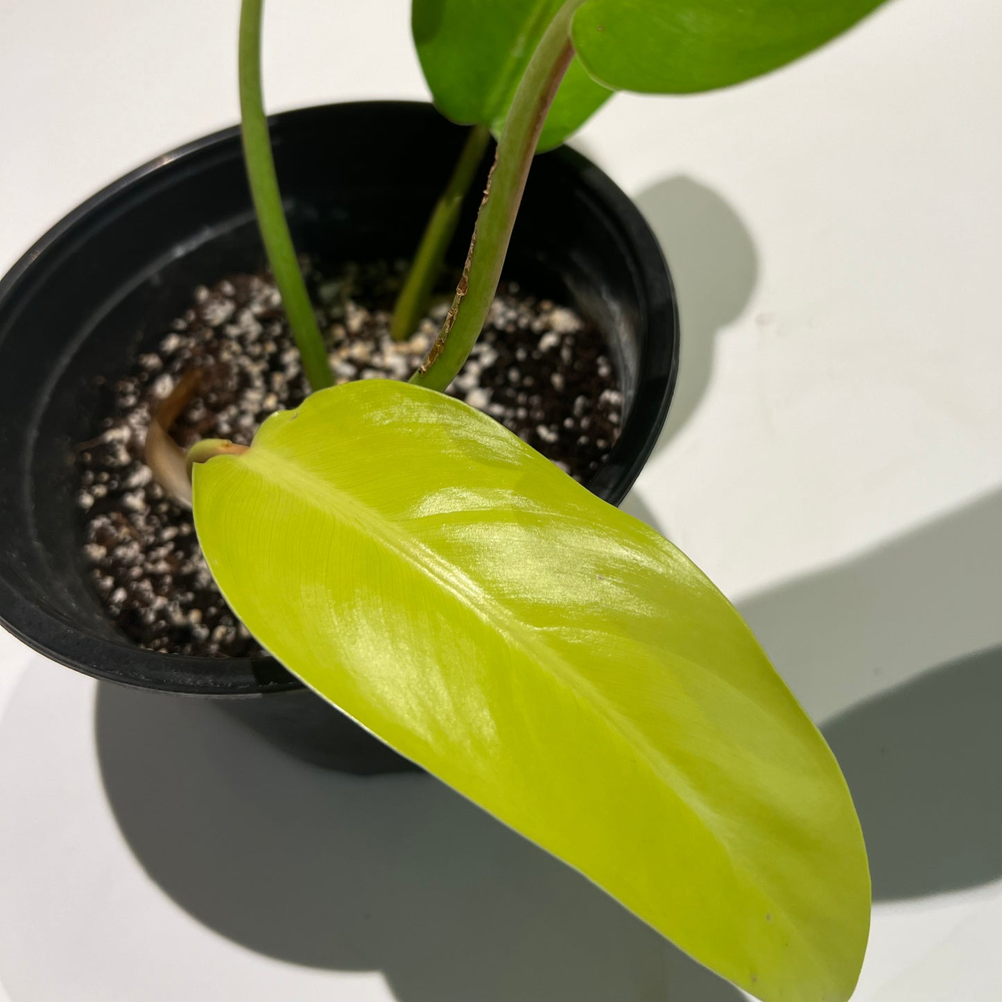 Philodendron ‘Lemon Lime’ upright