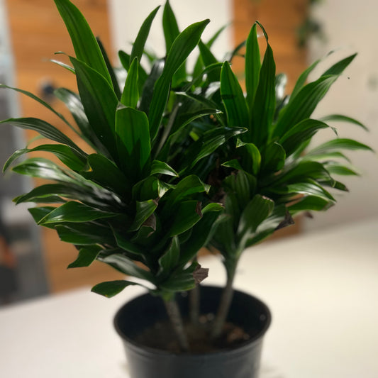 Dracaena Compacta