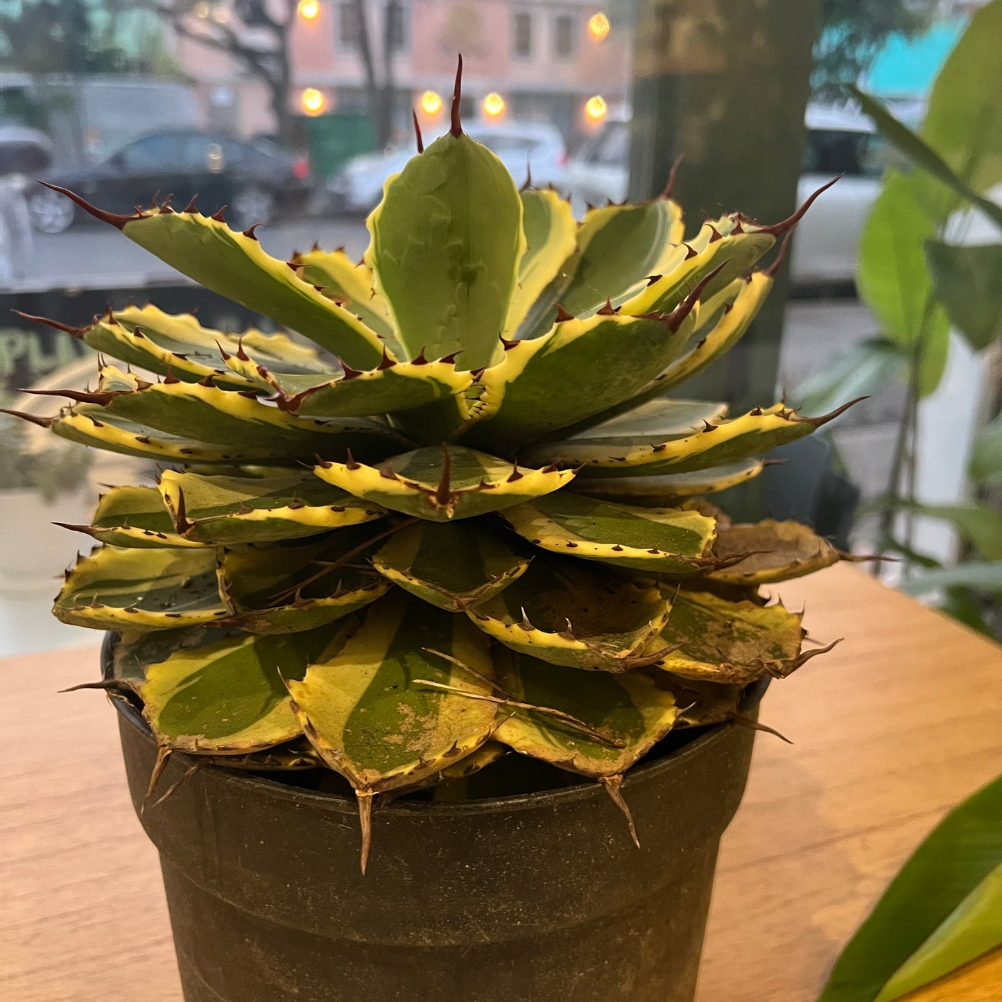 Kissho Kan Dwarf Variegated Butterfly Agave