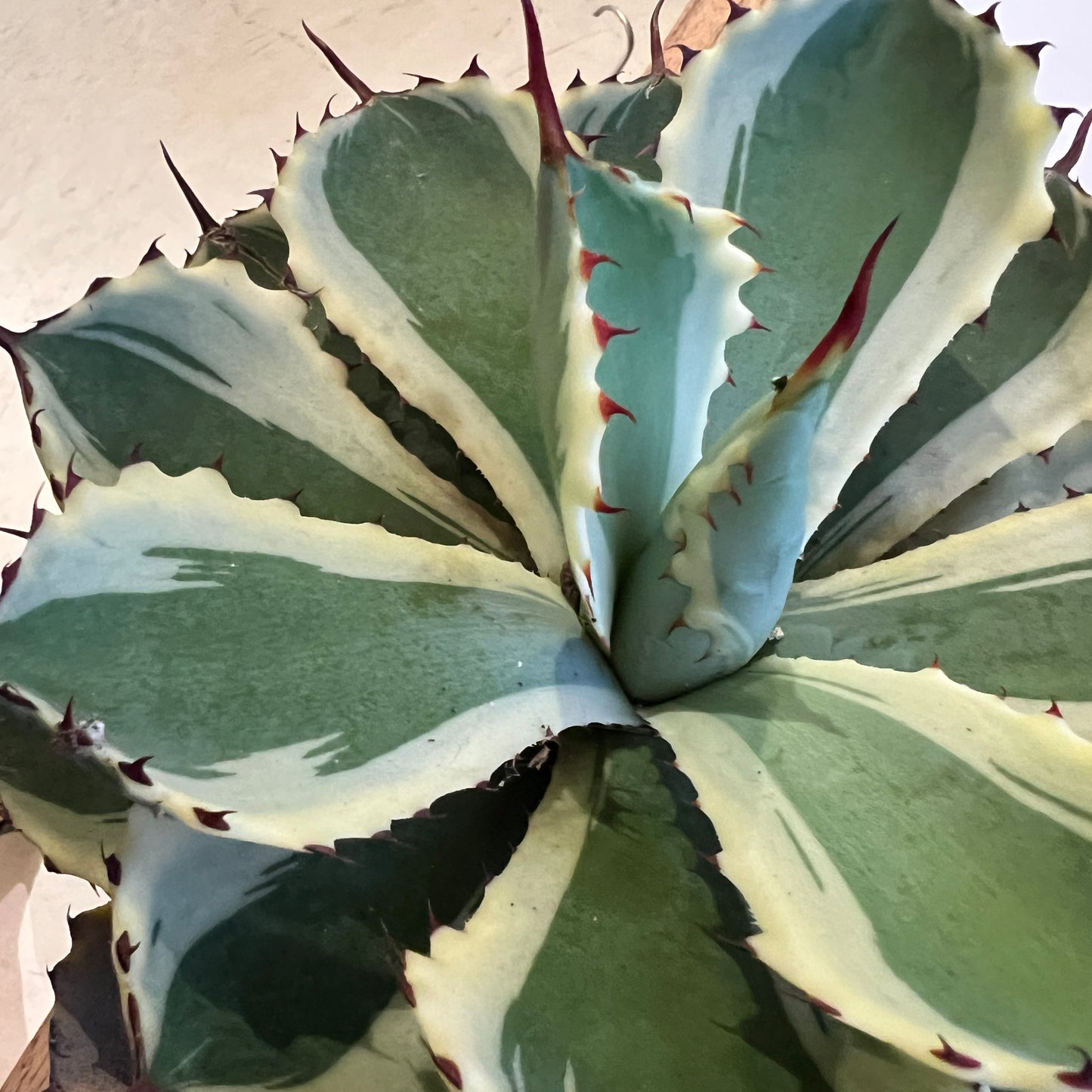 Kissho Kan Dwarf Variegated Butterfly Agave