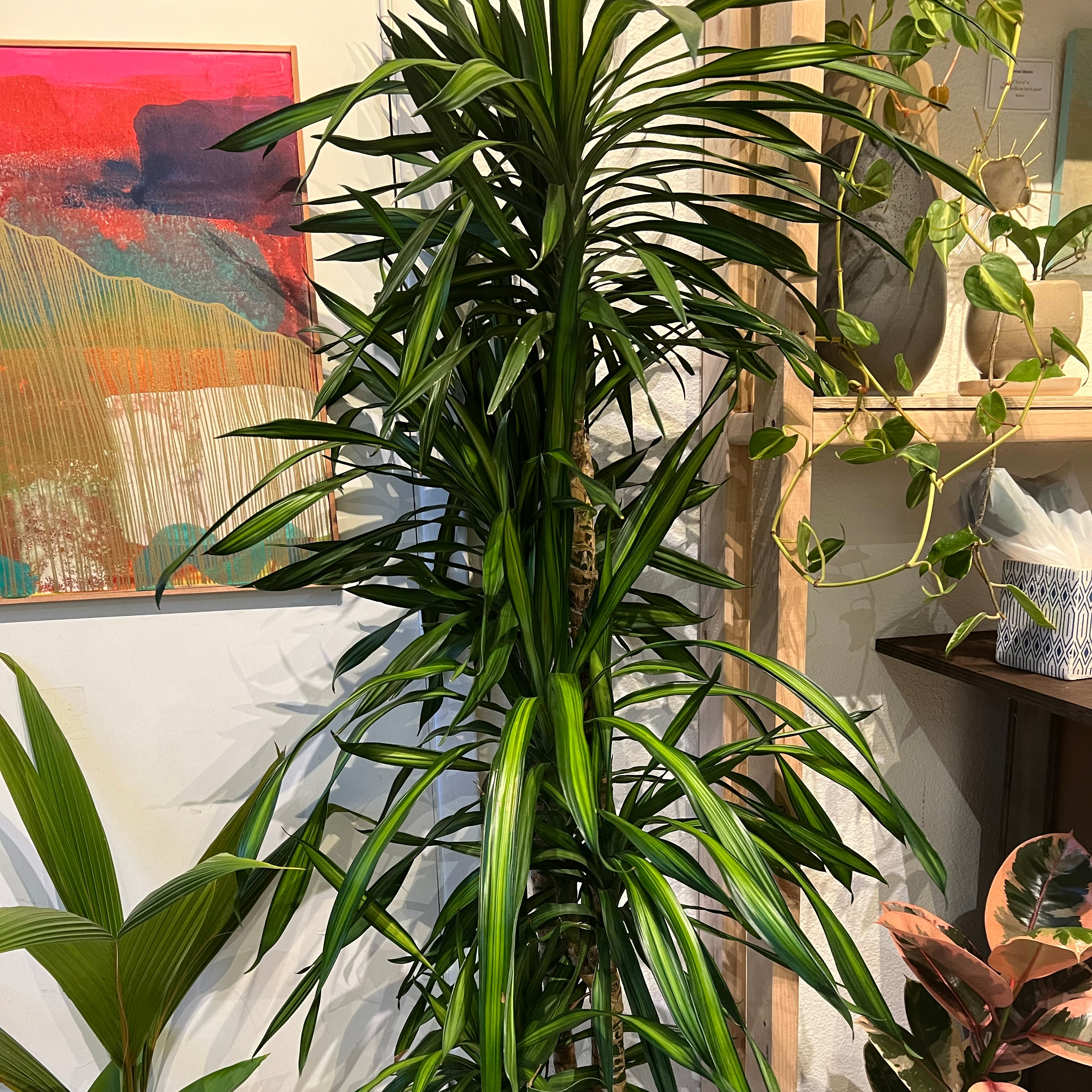 dracaena fragrans gold star Gold Star Draceana – Plant Bar HI