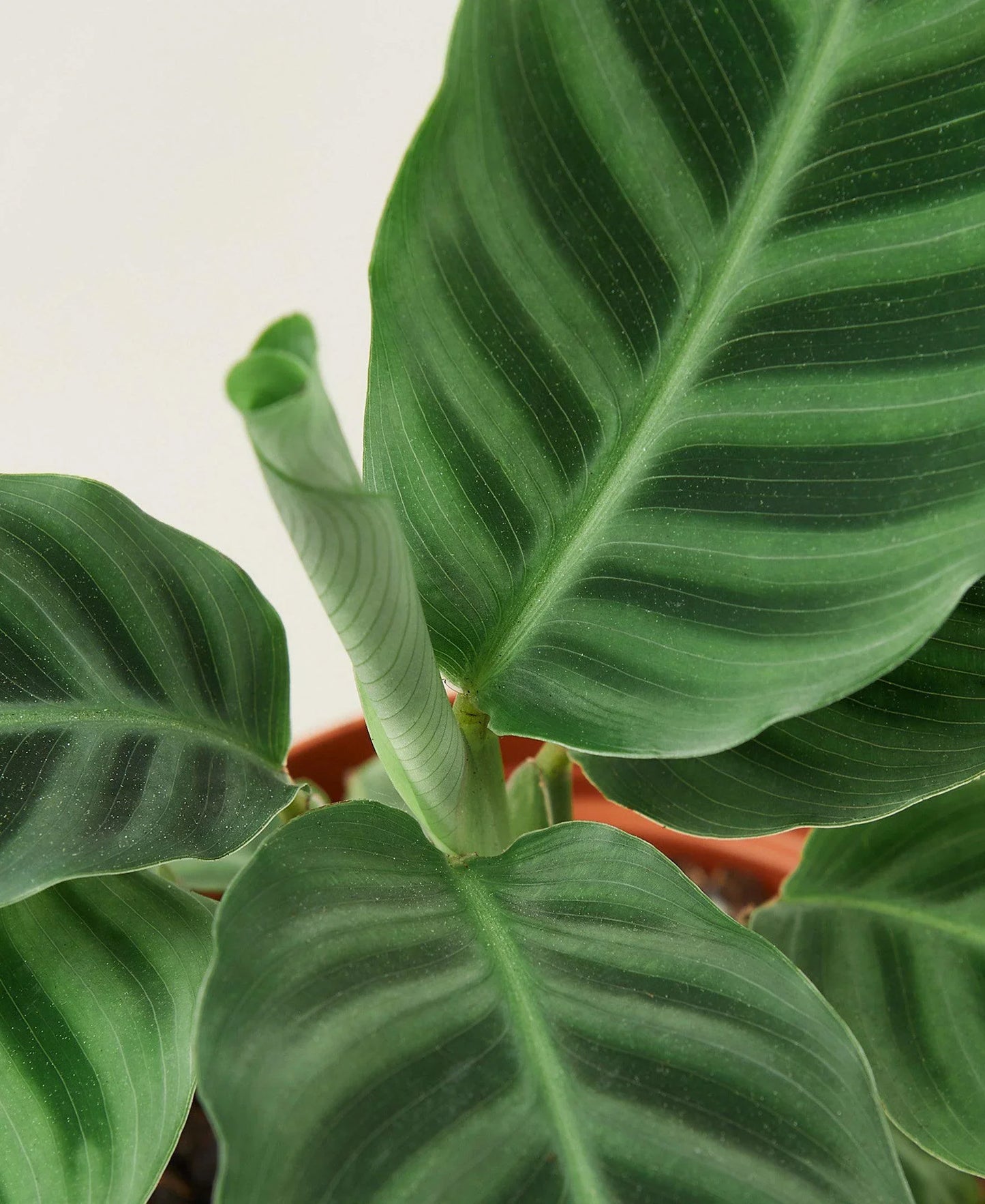 Calathea zebrina