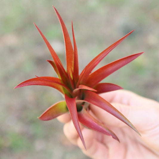 Air Plant- Tillandsia red abdita 3-5”