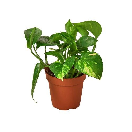 bar pothos Pothos 'Golden'