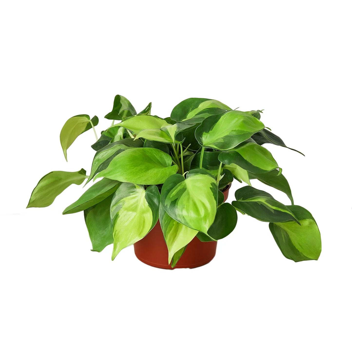 Philodendron Brazil